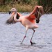 Wildlebende Flamingos