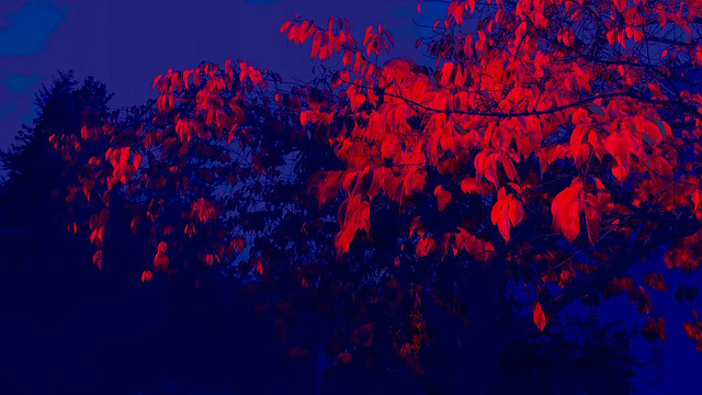 tree painted red and blue edit