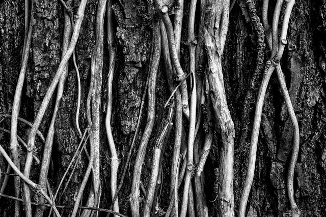 Bark And Vines