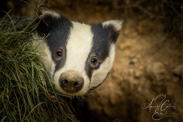 This little badger cub couldnt resist taking a look....