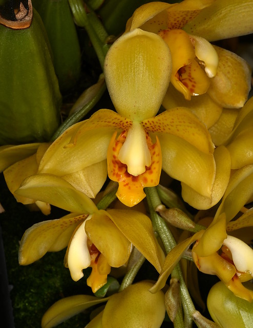 Acineta chrysantha - Brookside Orchids