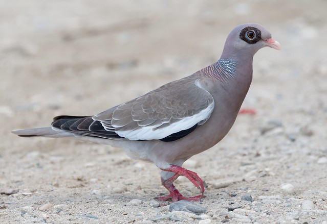 Bare-eyed Pigeon (Patagioenas corensi) Walking on the Beach