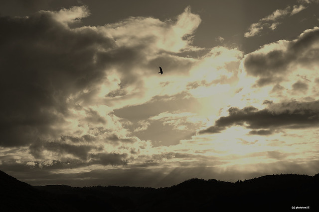 Raubvogel vor dunklen Wolken Sepia