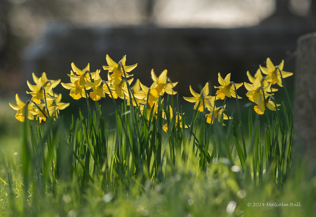 Daffodils - Sompting (071)