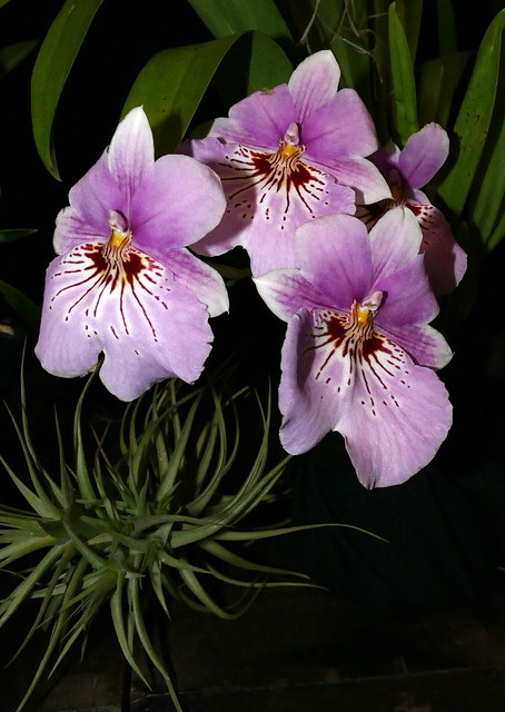 2024 pacific orchid exposition; Miltoniopsis orchid  2-24