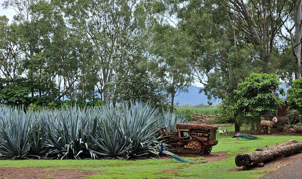Mount Uncle Distillery grounds with Agave plants, 1819 Chewko Road, Walkamin Atherton Tablelands.