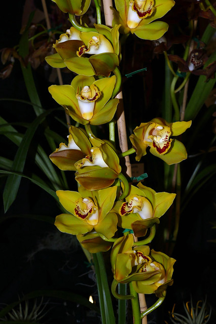2024 pacific orchid exposition; Cymbidium Eaglewood hybrid orchid 2-24