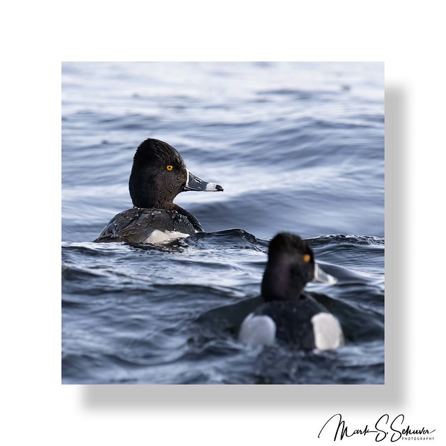 Ring-necked Ducks at Duck Creek Conservation Area 02-24-24 - No 1