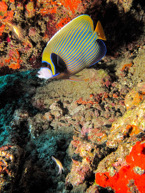 Emperor butterflyfish on reef.