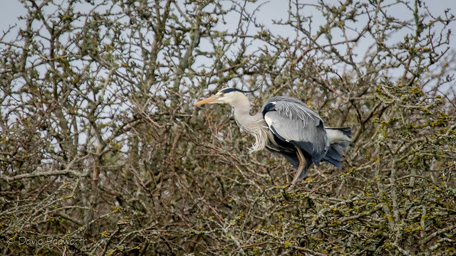 Grey Heron, Pagham Harbour, Sussex