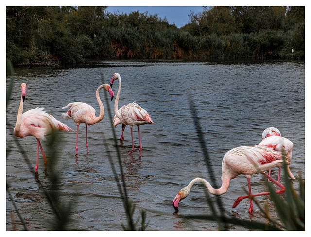 flamingos ,Camargue