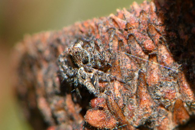 Western Lynx Spider on an acorn