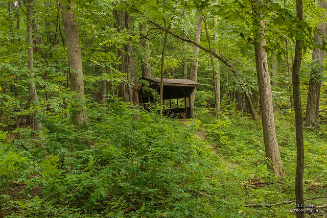 Shelter in Woods - 2020-09-06