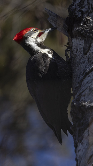 Pilated Woodpecker 9x16-3168