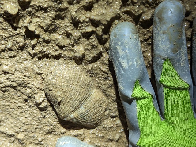 Brachiopod fossil, Fort Payne Limestone, Leonard Cave, Clay County, Tennessee