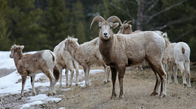 Rocky Mountain Sheep herd...#1