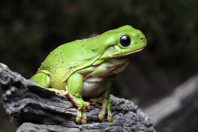 Litoria caerulea (Green tree frog)