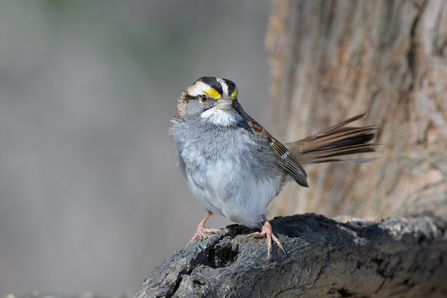 White-throated Sparrow 2-18-24
