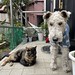 じーちゃん犬とネキ猫