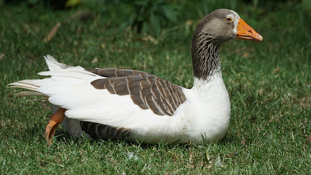 Goose with an orange beak - Naivasha - Kenya