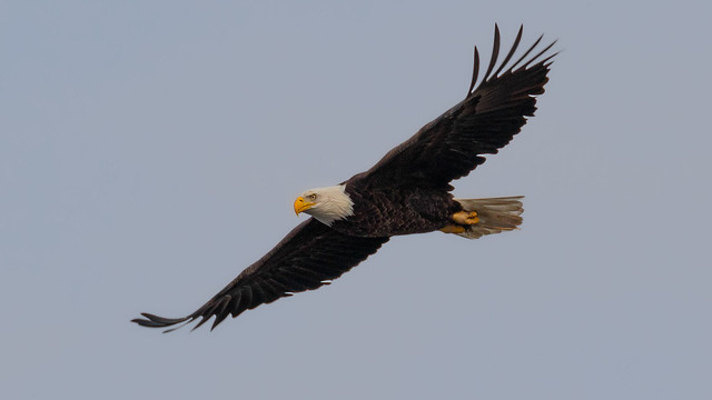 Blackwater Eagle In Flight 1-3-23