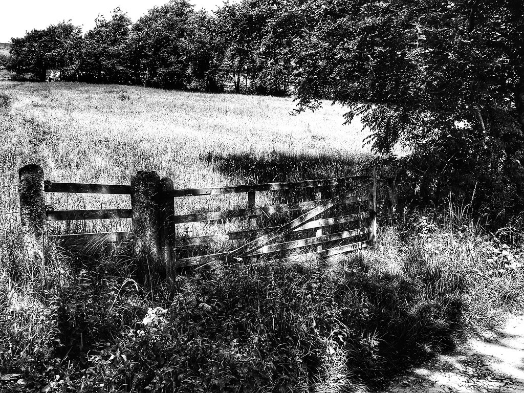 Rural meadow.