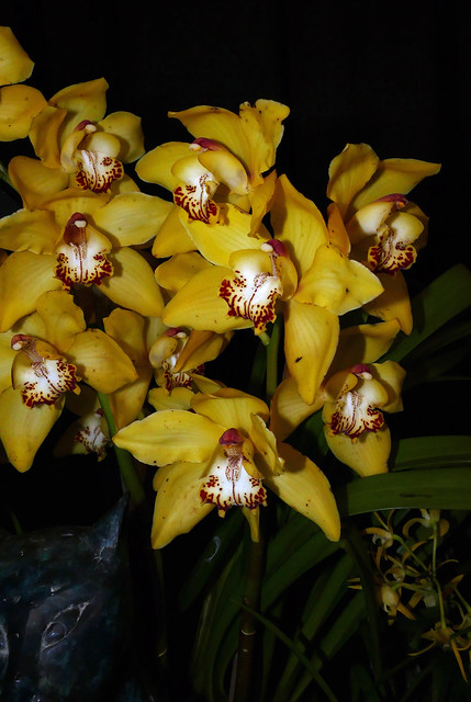 2024 pacific orchid exposition; Cymbidium Chaochung Golden Jade 'Franklin' hybrid orchid 2-24