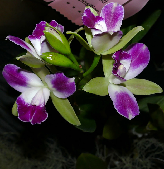 2024 pacific orchid exposition; Brassolaeliocattleya Yen Corona 'Green Genie' hybrid orchid  2-24