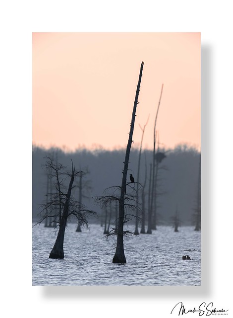 Cormorant, Eagle's Nest and Bald Cypress Trees at Duck Creek Conservation Area 02-24-24