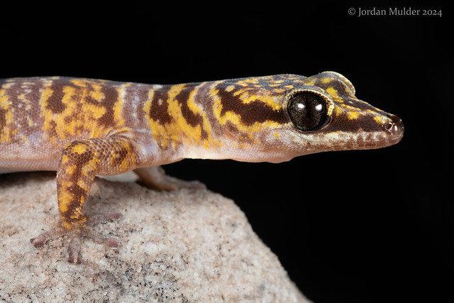 Groote Island velvet gecko (Oedura nesos)