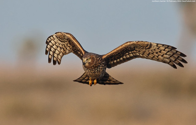 surf-shot-northern-harrier-15-February-2024--_08A3020-c-2