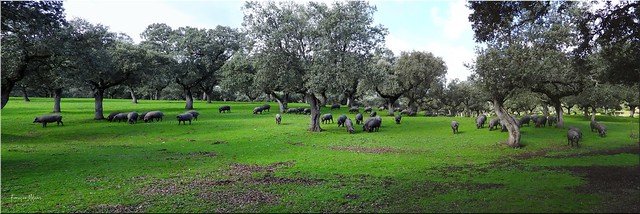 Spanish Iberian pig among holm oaks