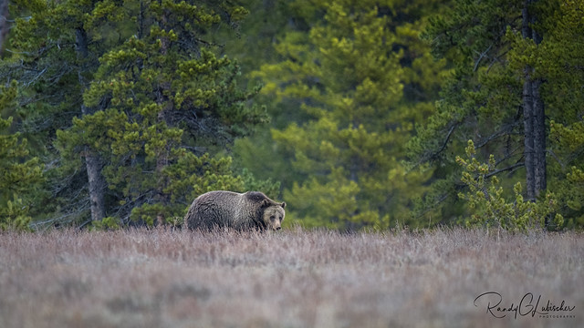 Grizzly Bear | Ursus arctos horribilis | 2023 - 5 [EXPLORED]