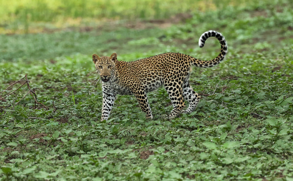 Leopard cub looking up