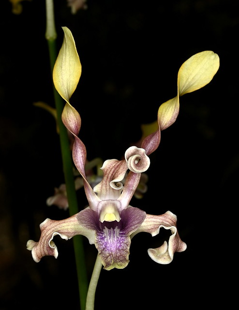 Dendrobium helix ('Mushroom Pink' x self) - Brookside Orchids