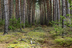 Biotop | Gemeine Kiefer (Pinus sylvestris)