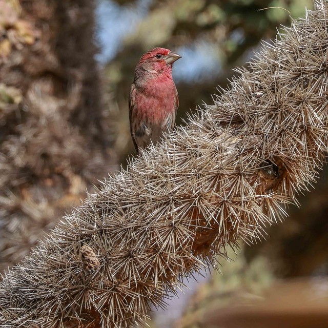House Finch on Cholla Cactus