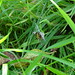 Wespenspinne (Argiope bruennichi) (2)