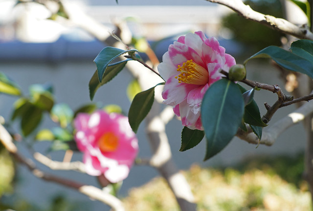 Camellias in February