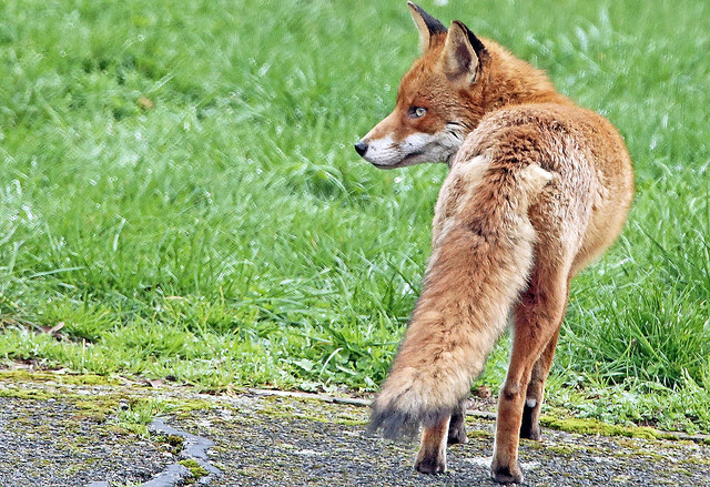 Our Local Female Red Fox near my front door .