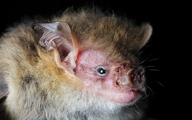 Corben's long-eared bat (Nyctophilus corbeni)