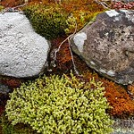 Lichen garden on top of a rock wall 
2900-block Graham St, Victoria, BC, Canada
2024-02-24, 2:20:16 PM