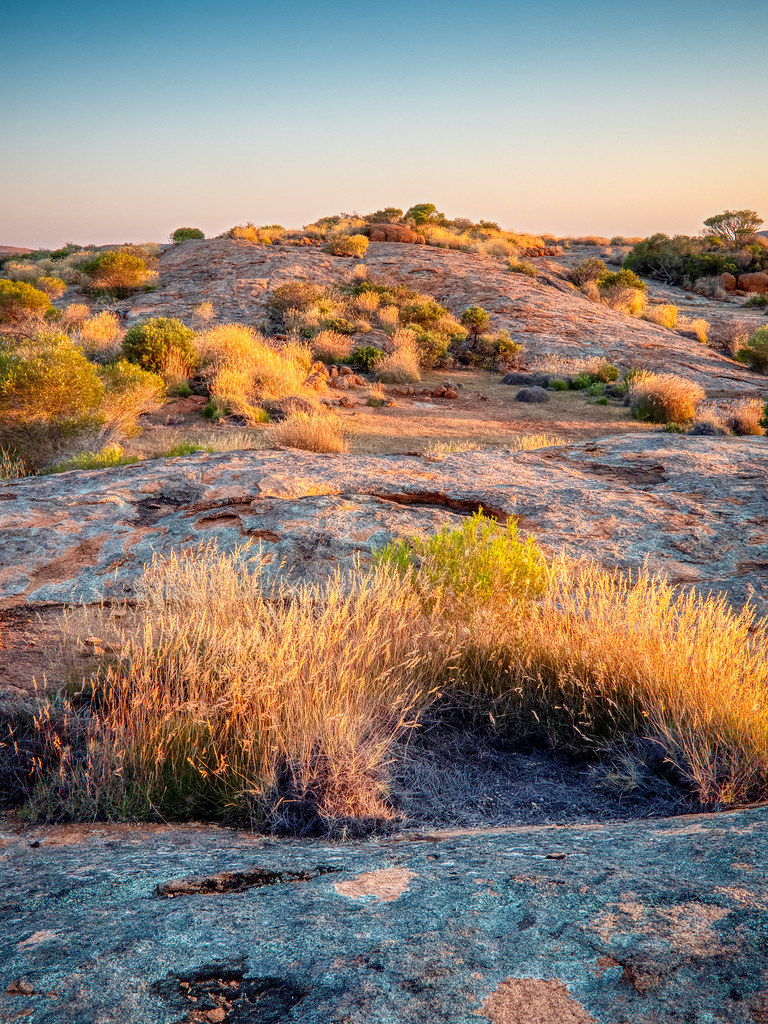 spinifex and stone - 0382