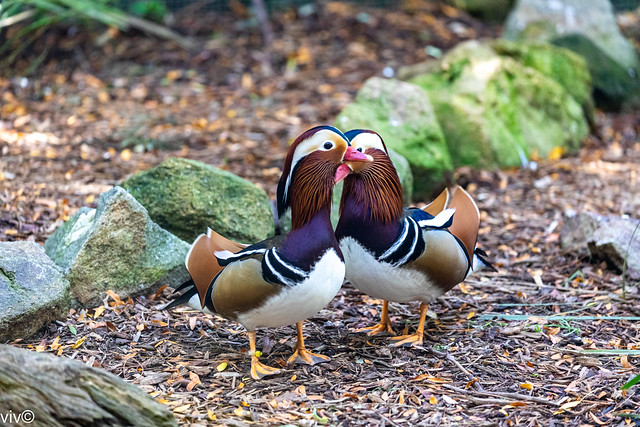 On a sunny autumn afternoon, two cute Mandarin ducks cosying up. The adult male has a red bill, large white crescent above the eye and reddish face and whiskers.