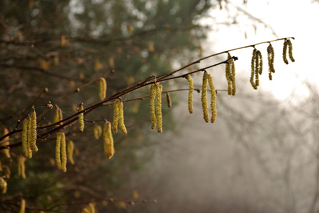 Catkins in the Winter mist