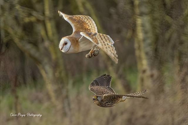 barn owl with a thief about