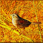 Swamp Sparrow 2 0_19_23 Melospiza georgiana.