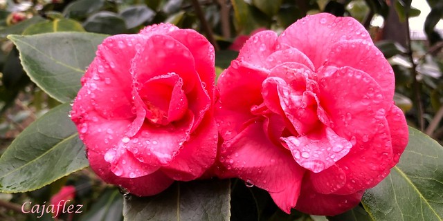 Wet camelia's in my garden. Have a nice sunday.