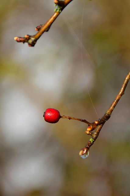 A dewdrop and a red berry