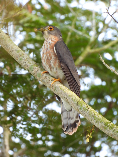 Hodgson's hawk-cuckoo